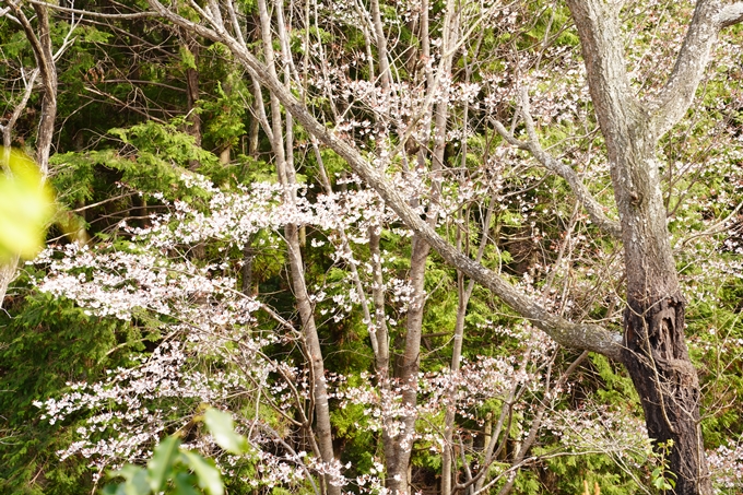 桜_2021_33　長尾山　No6