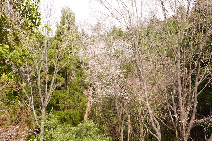 桜_2021_33　長尾山　No8