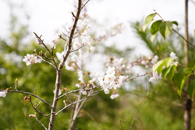 桜_2021_33　長尾山　No9