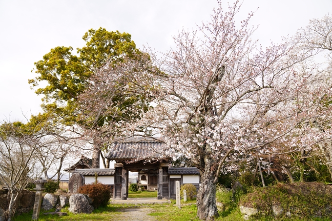 桜_2021_34　丹波国分寺跡　No2