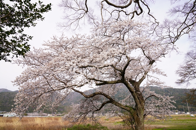 桜_2021_34　丹波国分寺跡　No3