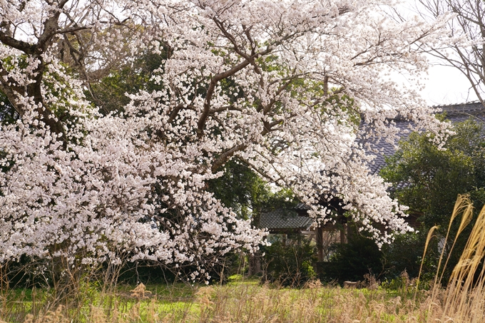 桜_2021_34　丹波国分寺跡　No6