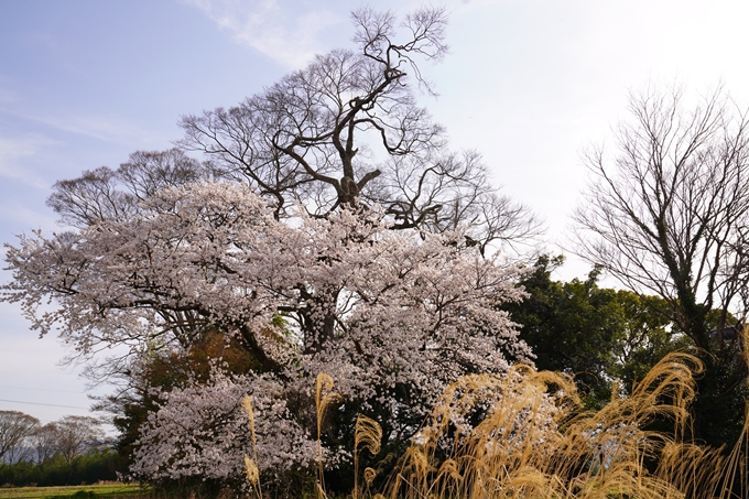 桜_2021_34　丹波国分寺跡　No7