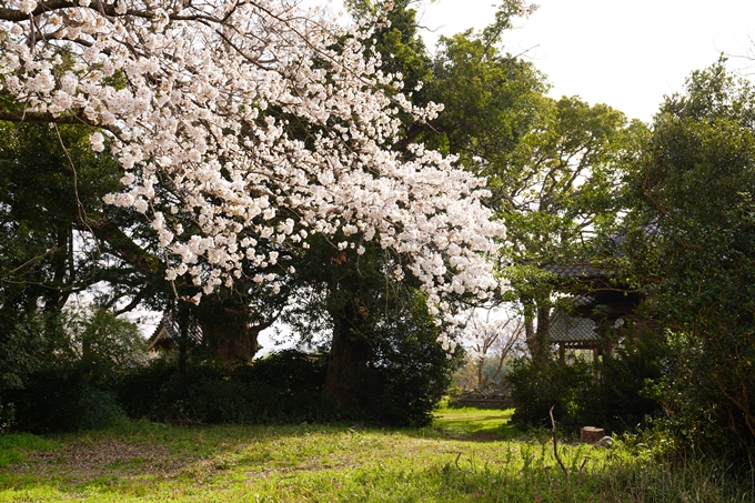 桜_2021_34　丹波国分寺跡　No8