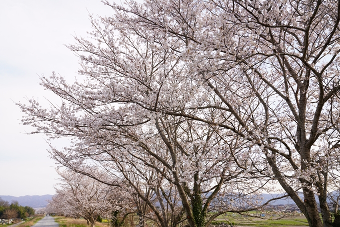 桜_2021_35　大井外地　No2