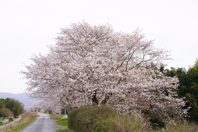 桜_2021_35　大井外地　No3