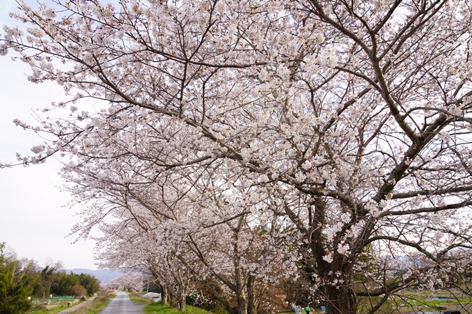 桜_2021_35　大井外地　No4