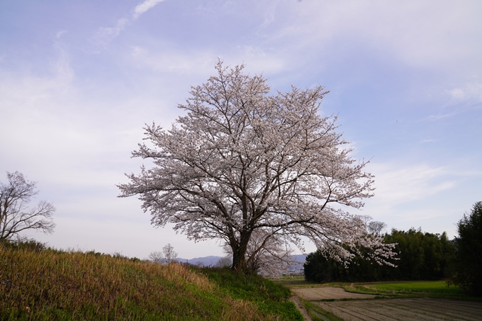 桜_2021_35　大井外地　No5