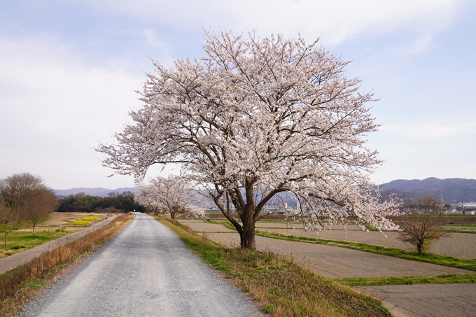 桜_2021_35　大井外地　No6