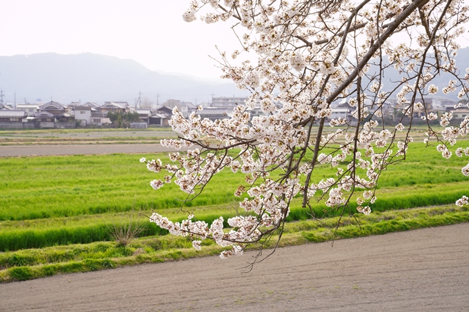 桜_2021_35　大井外地　No7