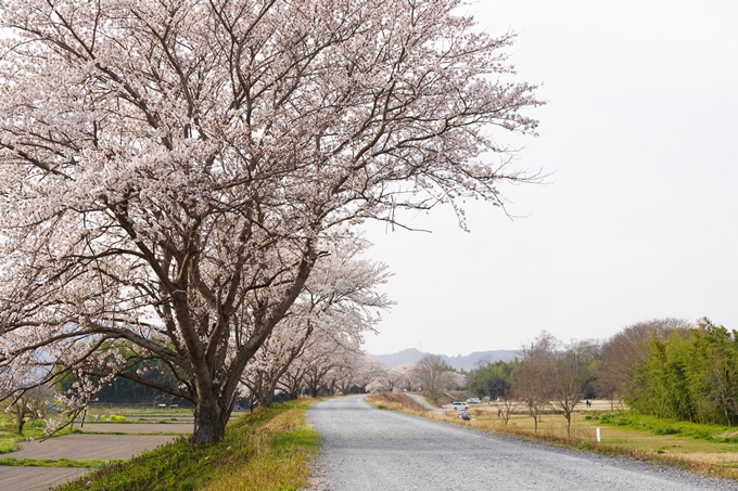 桜_2021_35　大井外地　No9