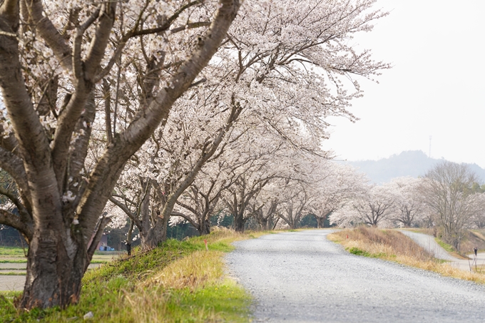 桜_2021_35　大井外地　No10