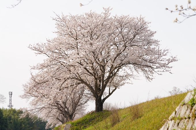 桜_2021_35　大井外地　No11