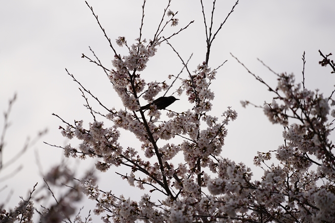 桜_2021_35　大井外地　No12