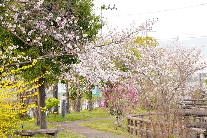 桜_2021_36　大藪公園　No2