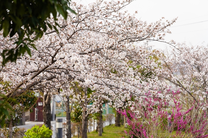 桜_2021_36　大藪公園　No3