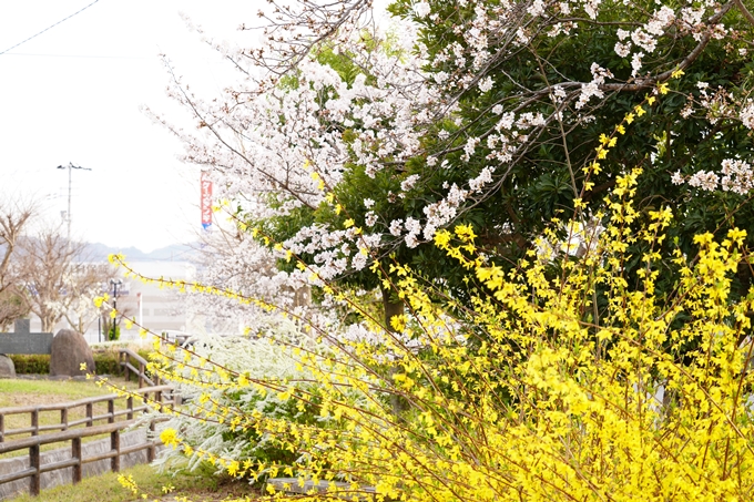 桜_2021_36　大藪公園　No4