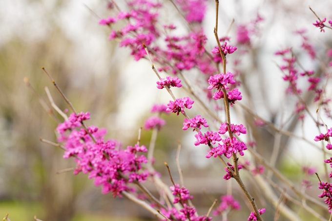 桜_2021_36　大藪公園　No5