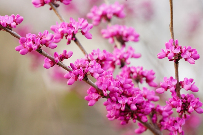 桜_2021_36　大藪公園　No6