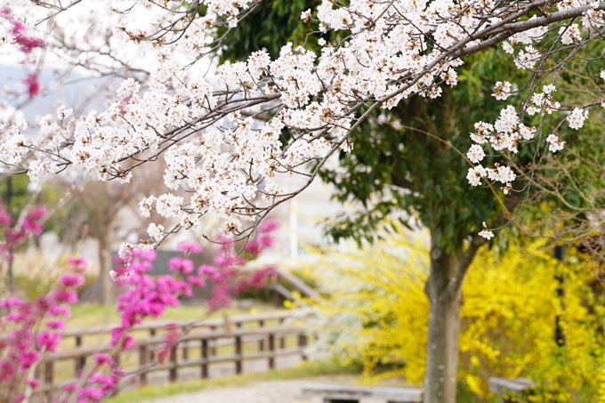 桜_2021_36　大藪公園　No8