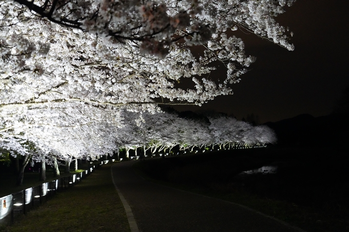 桜_2021_37　亀岡運動公園_ライトアップ　No2