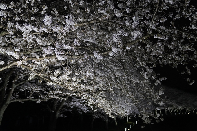 桜_2021_37　亀岡運動公園_ライトアップ　No3