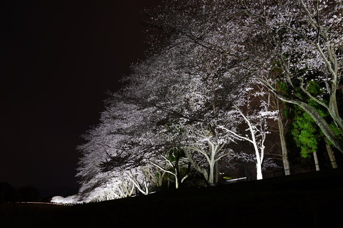 桜_2021_37　亀岡運動公園_ライトアップ　No4