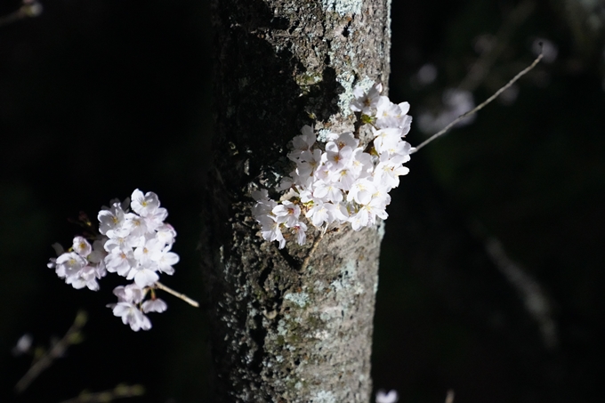 桜_2021_37　亀岡運動公園_ライトアップ　No5