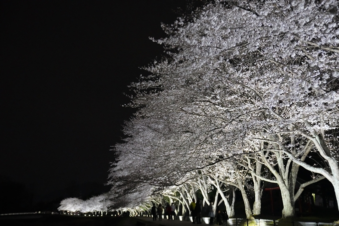 桜_2021_37　亀岡運動公園_ライトアップ　No6