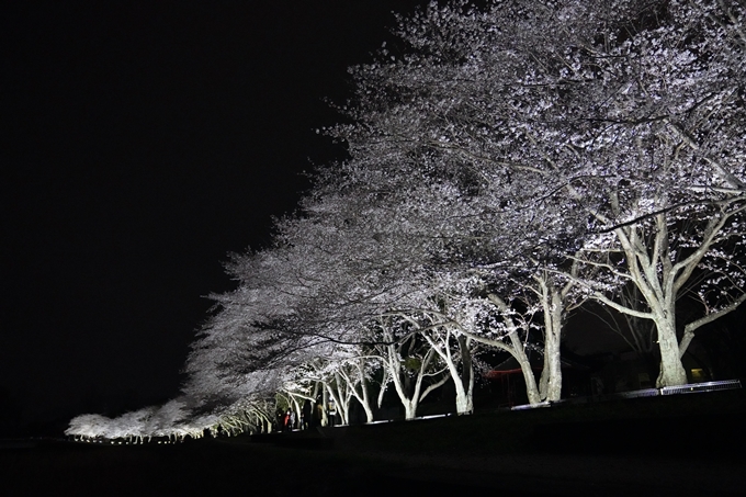 桜_2021_37　亀岡運動公園_ライトアップ　No7