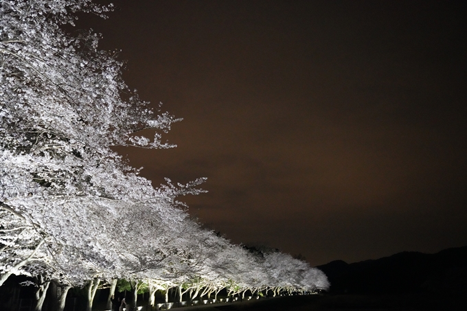 桜_2021_37　亀岡運動公園_ライトアップ　No8