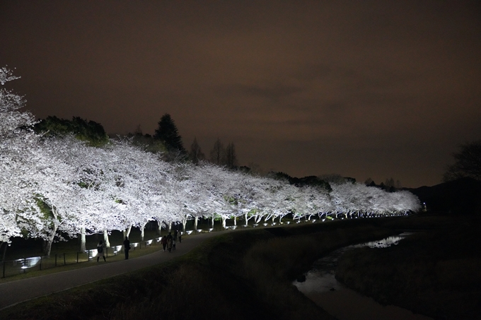 桜_2021_37　亀岡運動公園_ライトアップ　No9