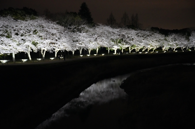 桜_2021_37　亀岡運動公園_ライトアップ　No10