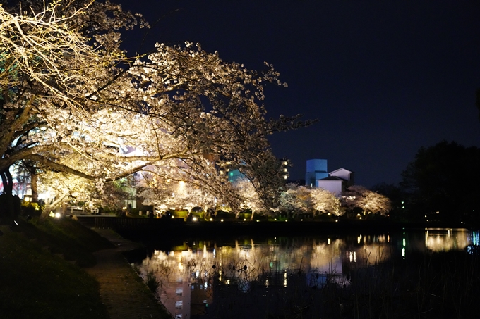 桜_2021_38　南郷公園_ライトアップ　No2