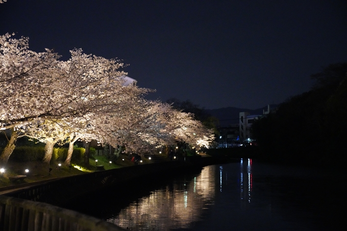 桜_2021_38　南郷公園_ライトアップ　No6