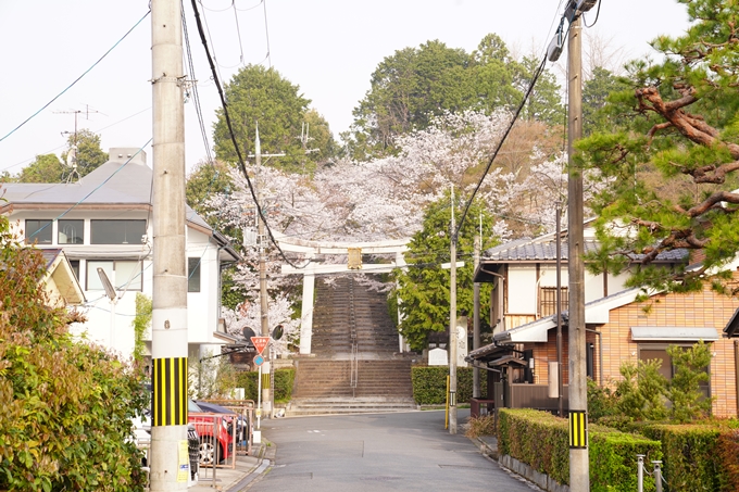 桜_2021_40　宗忠神社　No2