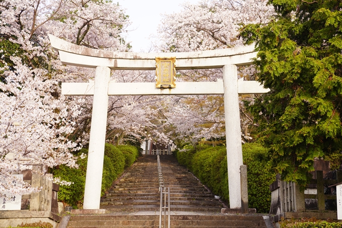 桜_2021_40　宗忠神社　No3