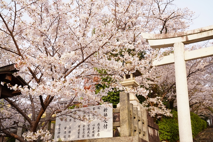 桜_2021_40　宗忠神社　No4