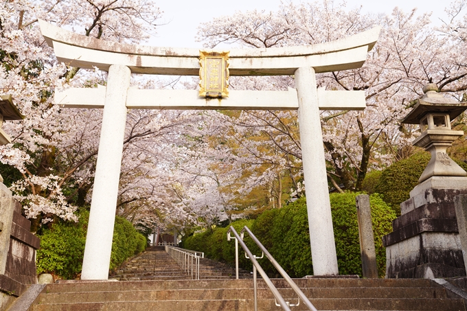 桜_2021_40　宗忠神社　No5