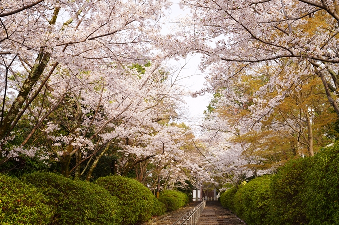 桜_2021_40　宗忠神社　No6