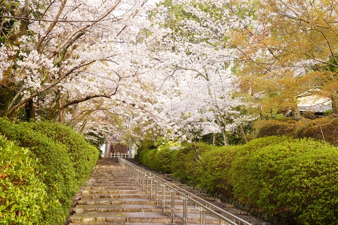 桜_2021_40　宗忠神社　No7