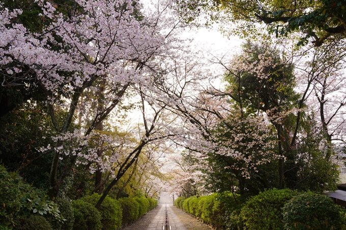 桜_2021_40　宗忠神社　No8