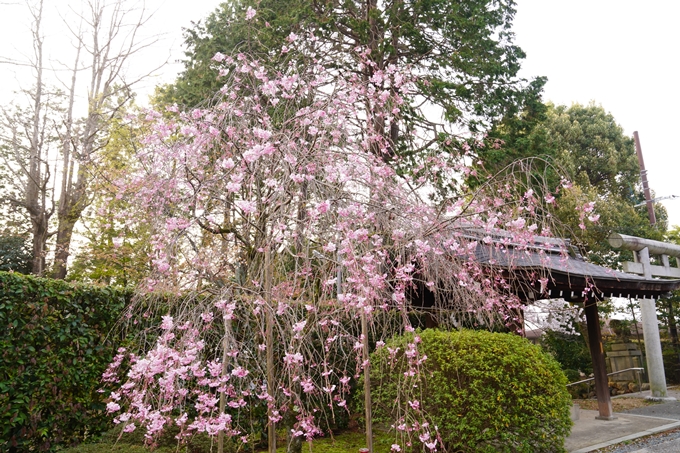 桜_2021_40　宗忠神社　No9