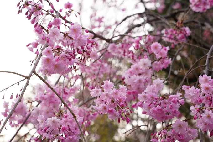 桜_2021_40　宗忠神社　No10