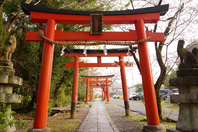 桜_2021_41　竹中稲荷神社　No2