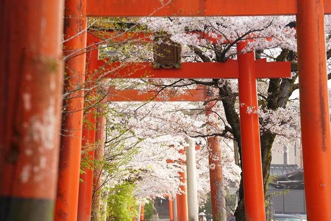 桜_2021_41　竹中稲荷神社　No3