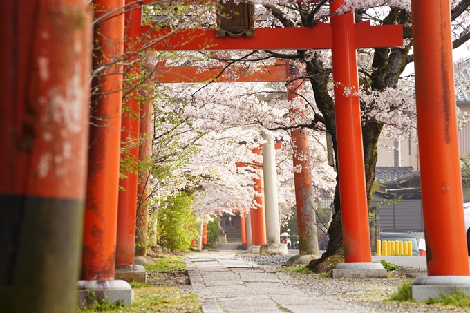 桜_2021_41　竹中稲荷神社　No4