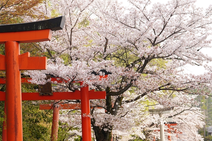 桜_2021_41　竹中稲荷神社　No5