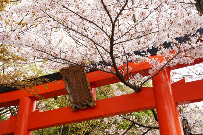 桜_2021_41　竹中稲荷神社　No6