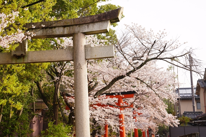 桜_2021_41　竹中稲荷神社　No8